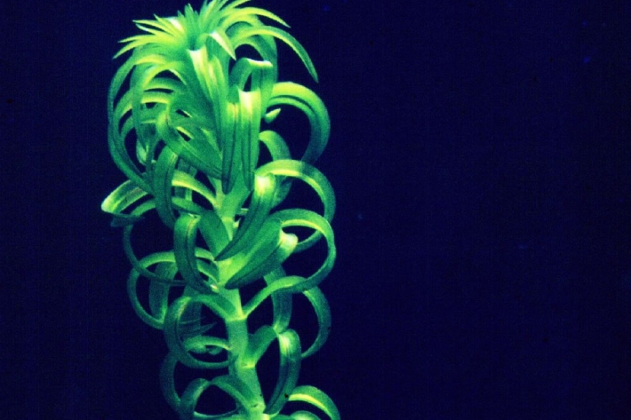 LAGAROSIPHON (Lagarosiphon major) Major impacts on native plant biodiversity. Grows up to 4m tall. Found throughout much of New Zealand.