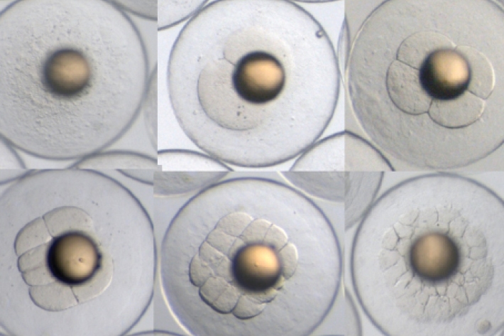Hāpuku egg development. 