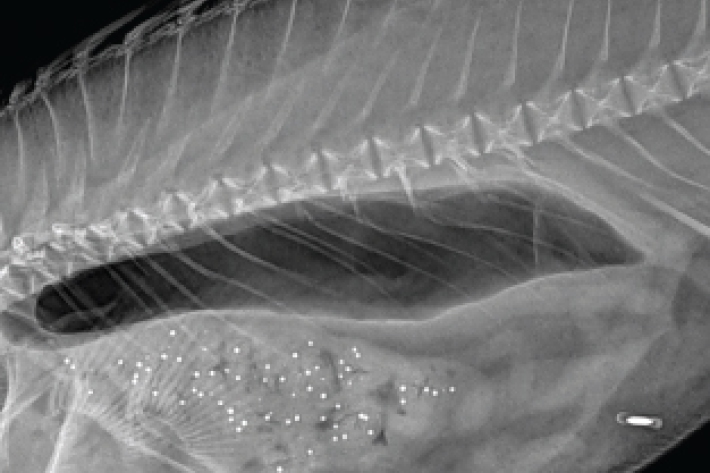Hāpuku F1 feed intake ballotini beads X-ray. 