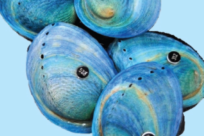 Paua family individuals with spring tags.