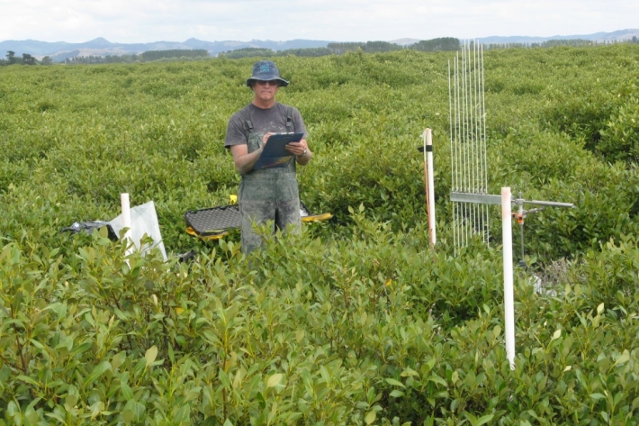 Vernon Pickett – Waikato Regional Council making SET measurements, Firth of Thames mangrove forest
