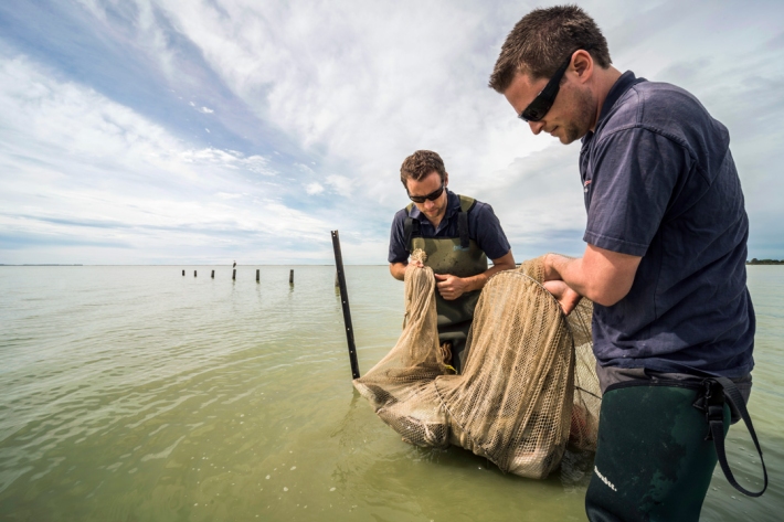 Phil Jellyman (L) and Shannan Crow (R) collecting catches of longfin and shortfin eels in Te Waihora (Lake Ellesmere). [Photo: Dave Allen]