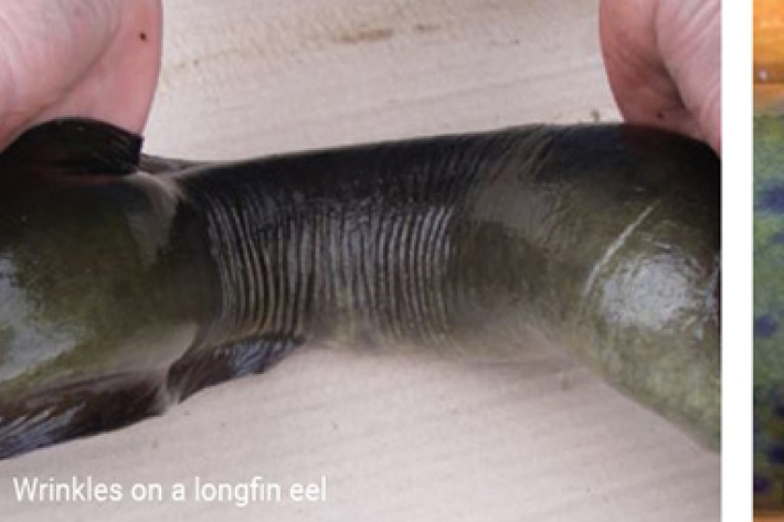 Eel_identify