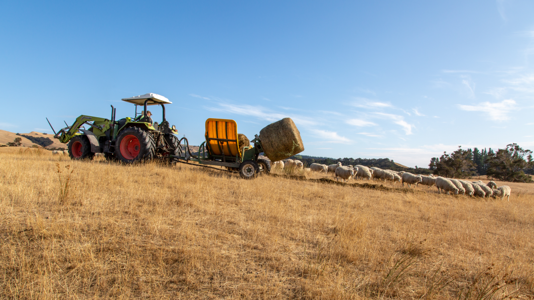 Flock of sheep on Hawkes Bay farm are fed maize and baleage during 2020 drought.