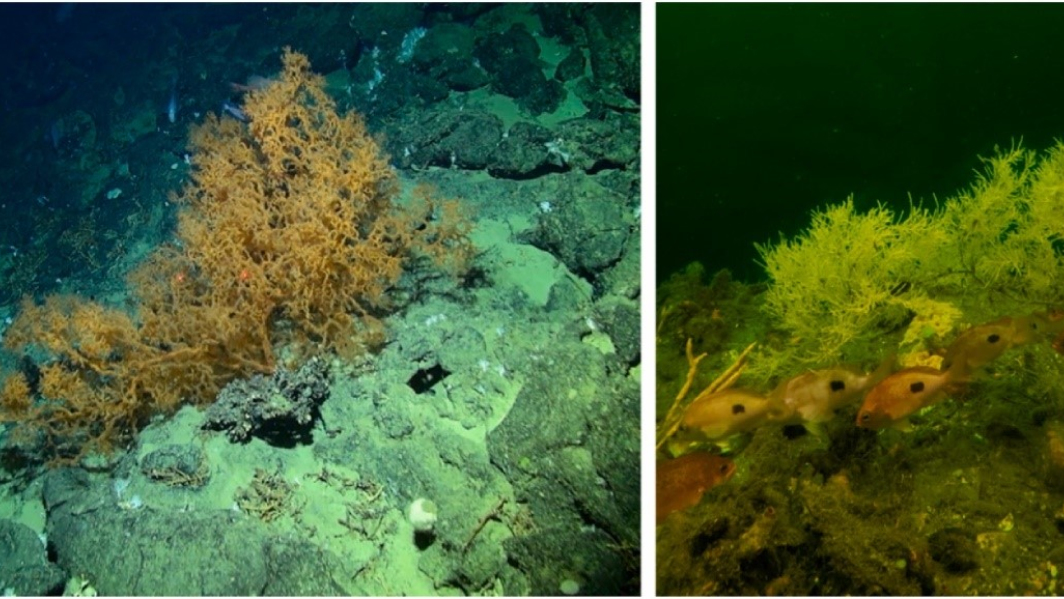 Images of Antipatharian in situ from the Graveyard Seamounts (left; NIWA) and Antipathella fiordensis in Piopiotahi/Milford Sound, Fiordland (right; A. Davis).