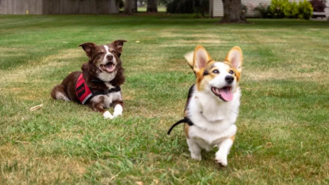 UoW clam detector dogs