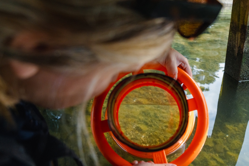 Using a bathyscope or underwater viewer to detect clams