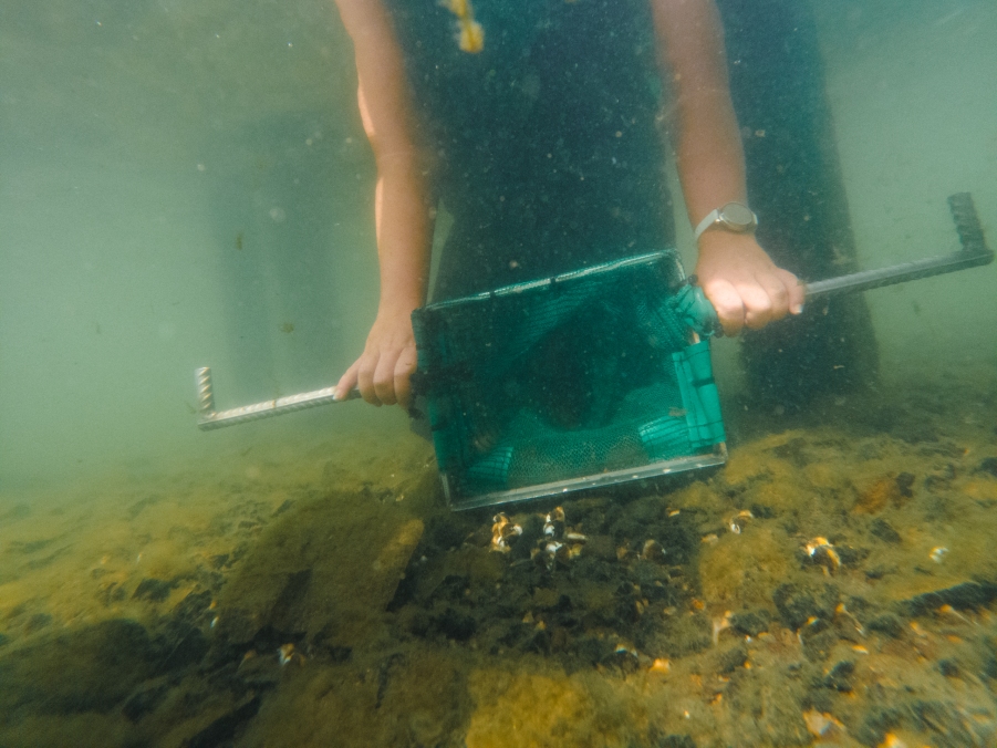 Using NIWA’s bespoke clam net enables us to collect clams quickly and efficiently. At Bobs Landing, we collected 4,000 in 30 minutes. 