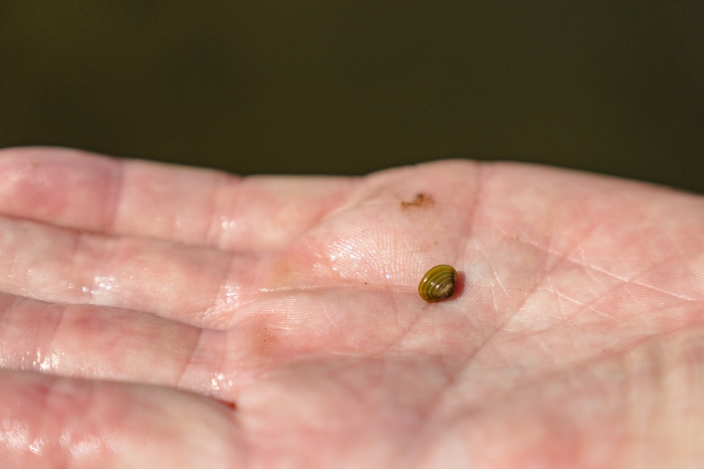 The tiny size problem – very small, yet fully formed, these tiny clams can easily go undetected 