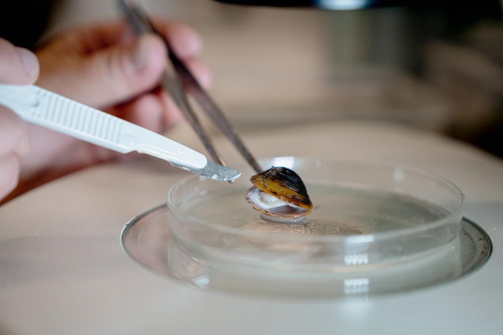 Dissecting adult clams to assess reproductive rates. 