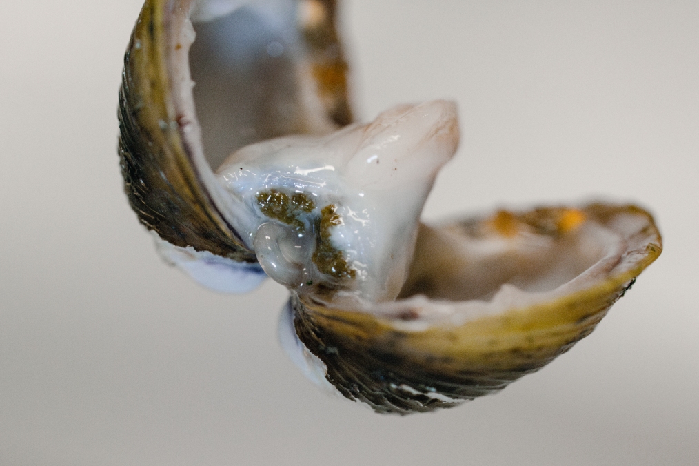 Dissections help us understand the anatomy and function of this newly introduced invasive species and how they are adapting to the New Zealand environment. 