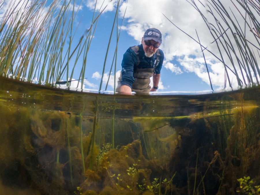 Dr Chris Tanner inspects plants at a constructed wetland in Awatuna Taranaki.