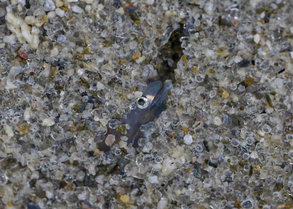 Shortfin glass eel hiding in the sand [Photo: Lana Young, NIWA]