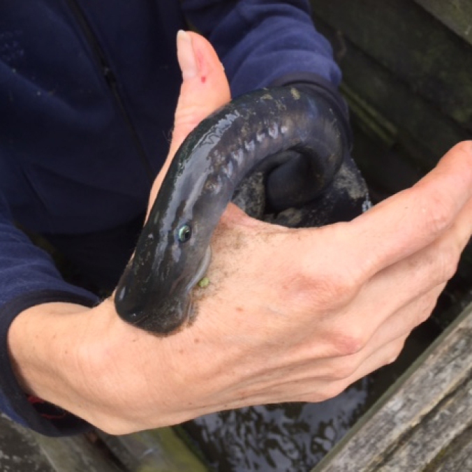 Lamprey sucker