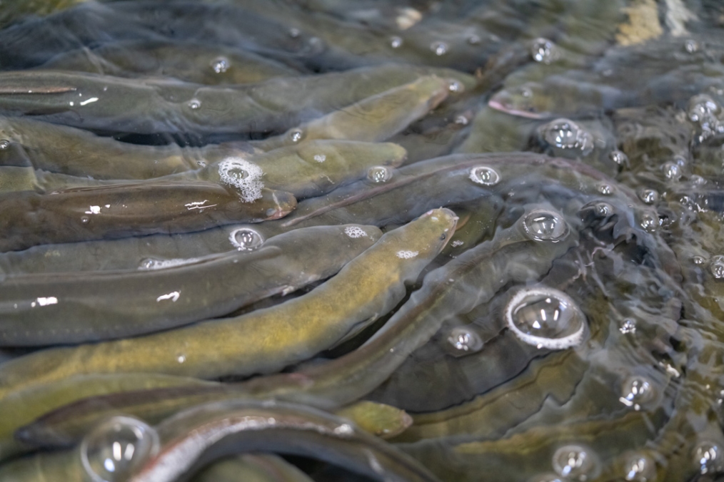 Tuna release. [Photo: Stuart Mackay, NIWA]