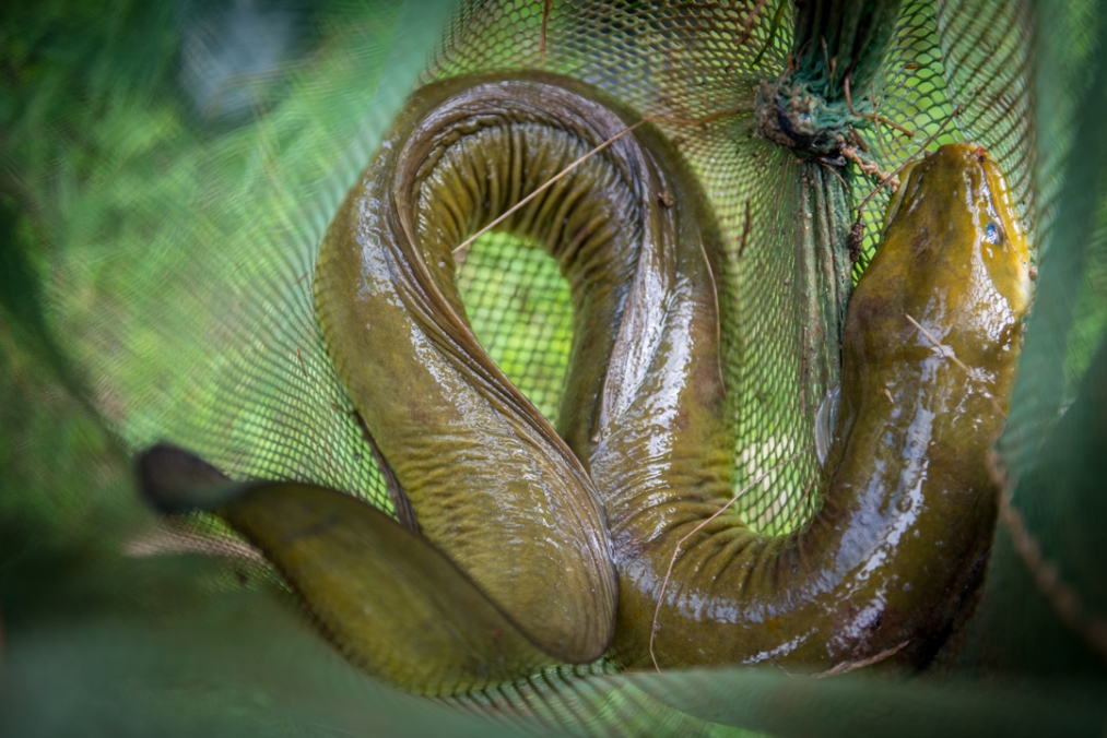 Wrinkles where the body bends tells us that this is a longfin eel