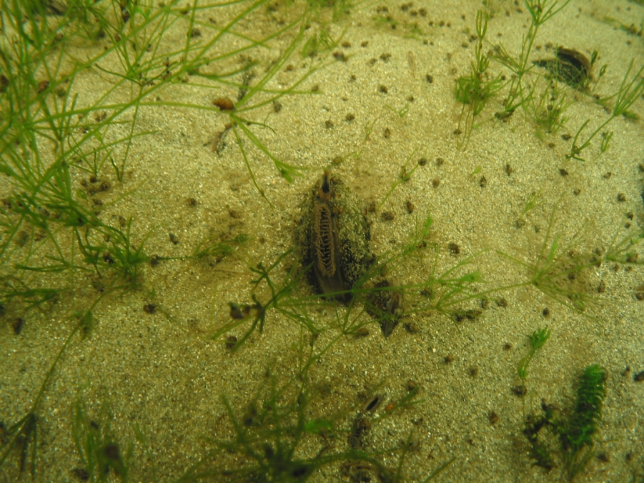 Often all you will see of a kākahi is their siphons poking out of the sediment [Photo: Tracey Burton, NIWA]