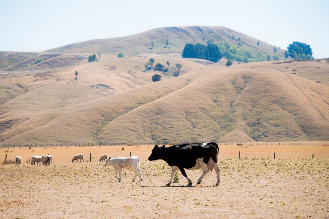 Wairarapa drought