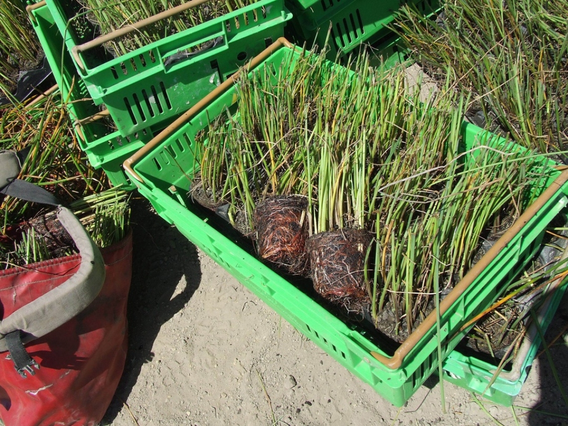 Wetland planting