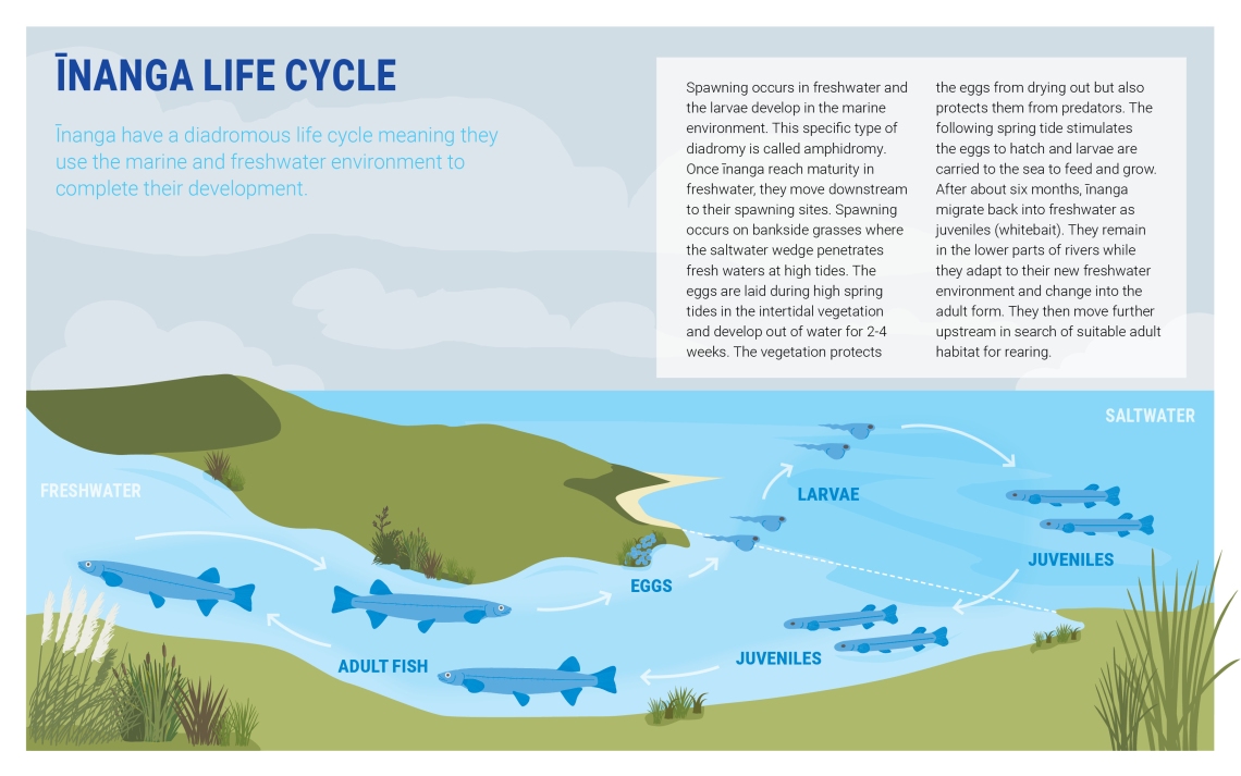 Inanga lifecycle