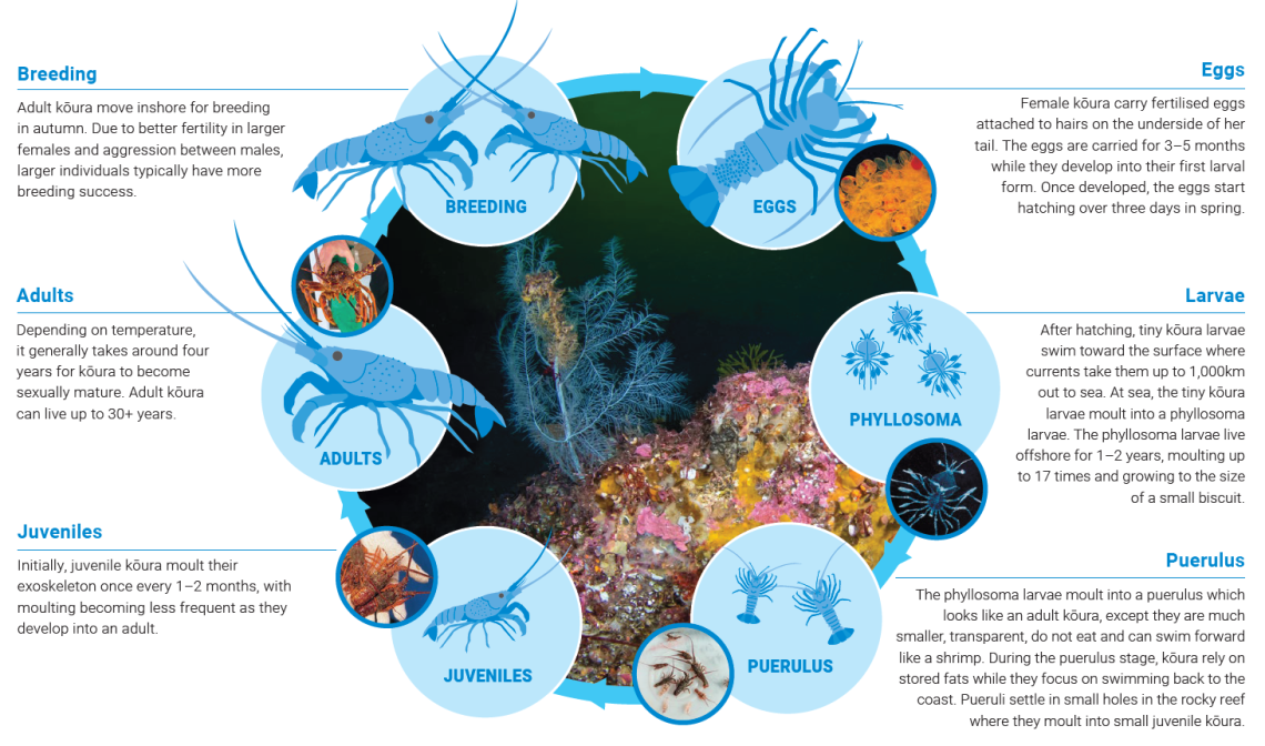 Life_cycle_Koura_description