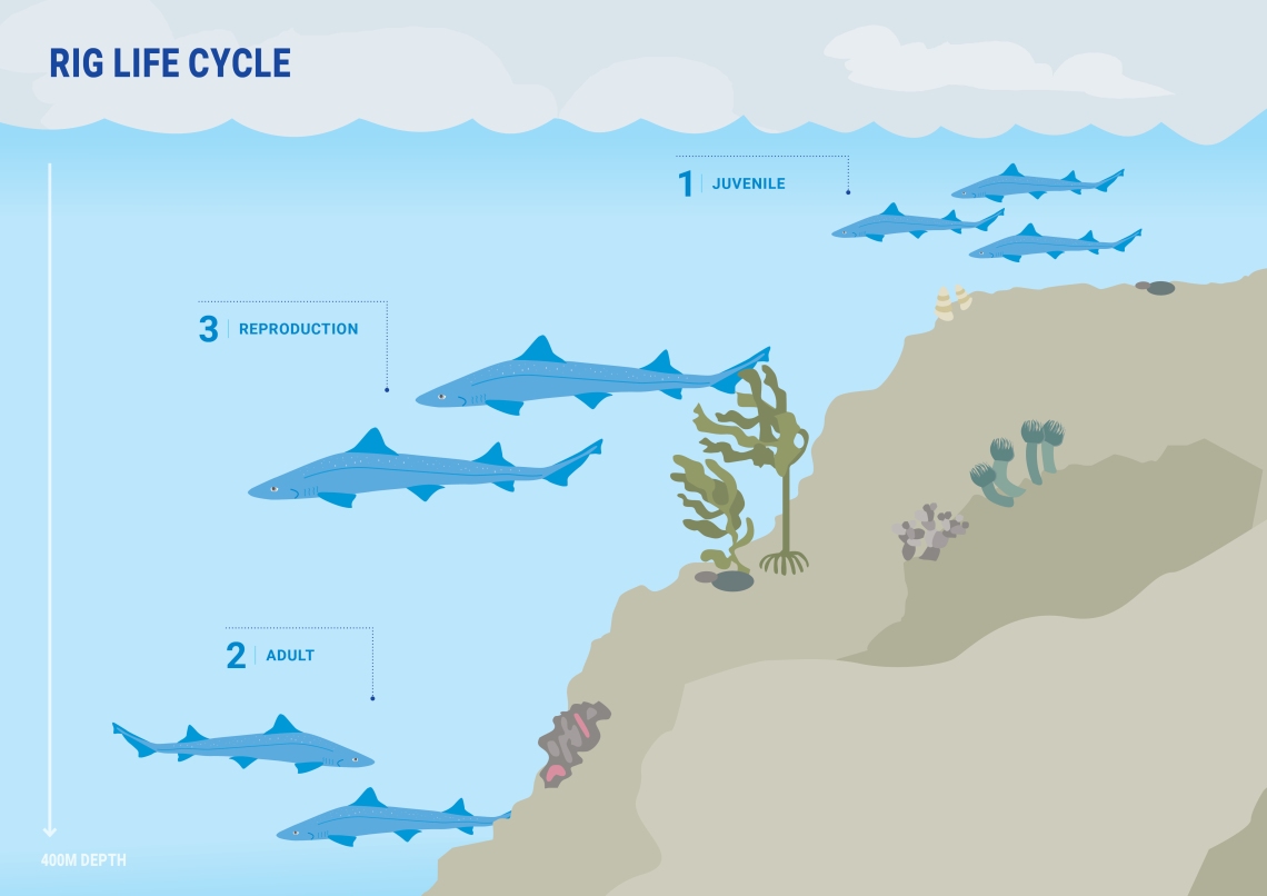 Rig Lifecycle poster_for web 