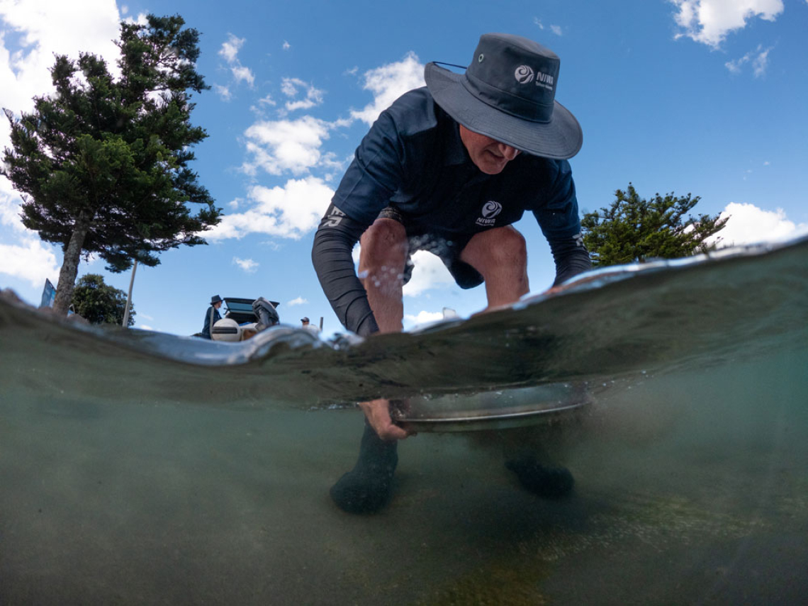 Drew Lohrer sifts samples in Waihi estuary.