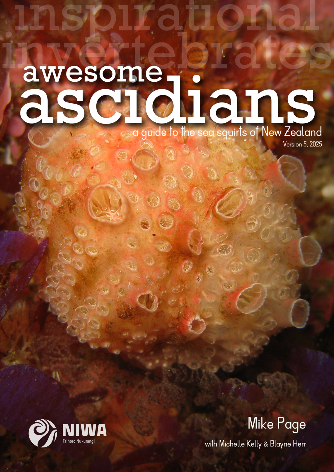 Awesome Ascidians Version 5 publication cover Awesome Ascidians Version 5 publication cover