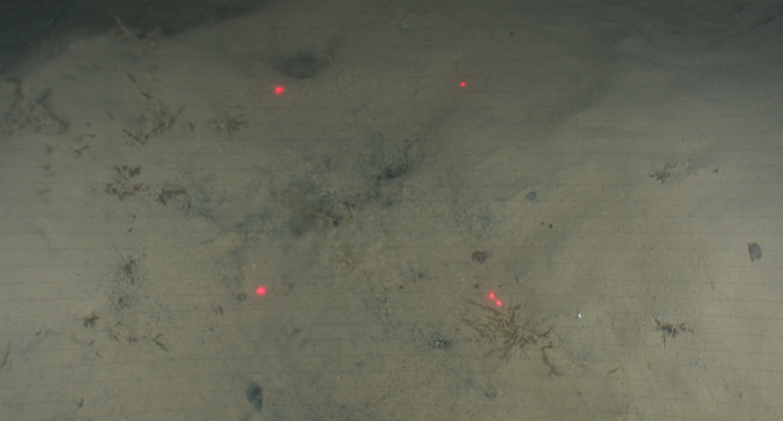  A freshwater seep discovered in Wellington Harbour in 2023