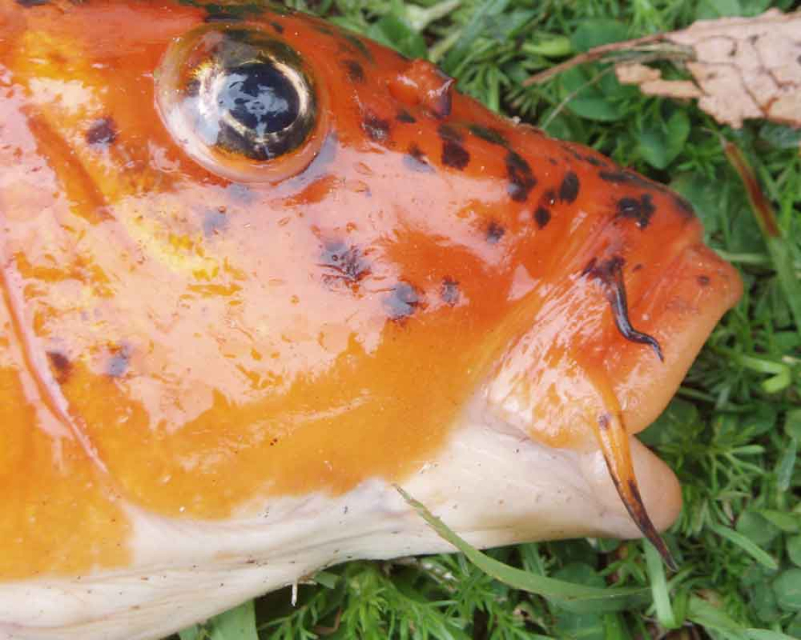 Koi carp