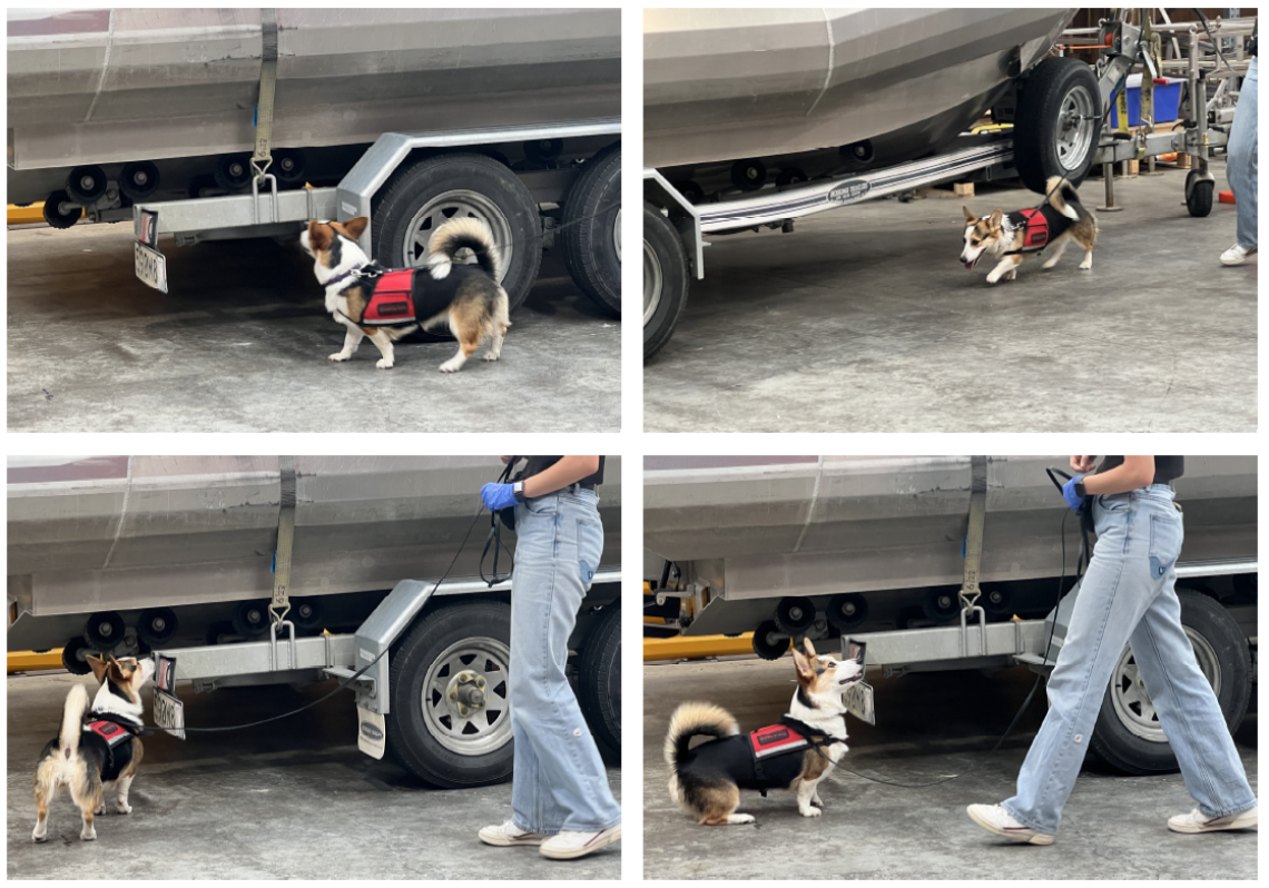 Detector dog finding clam