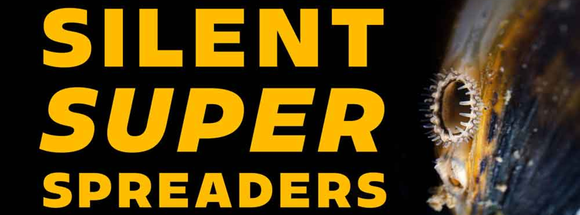 Gold clam thumbnail web