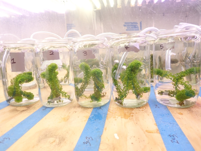 Five glass jars numbered 1 to 5 from left to right, with samples of invasive weed, Lagarosiphon, arranged in a row.