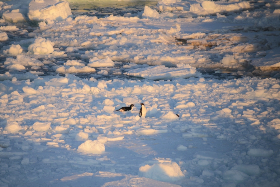 Two penguins on ice