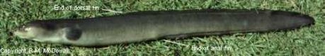 Anguilla dieffenbachii - Longfin eel
