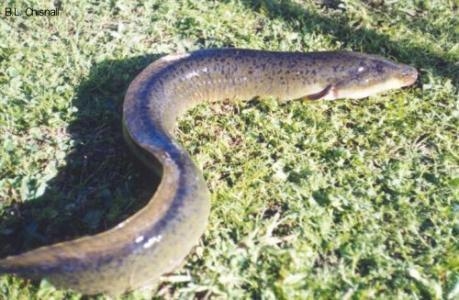 Australian longfin eel - Anguilla reinhardtii 