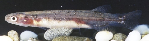 Neochanna rekohua - Chatham mudfish