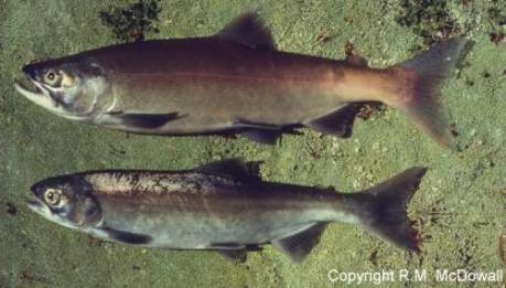 Oncorhynchus nerka - Sockeye salmon