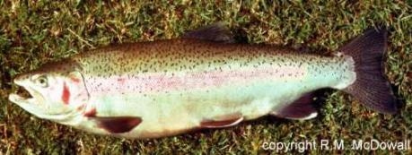 Oncorhynchus mykiss - Rainbow trout