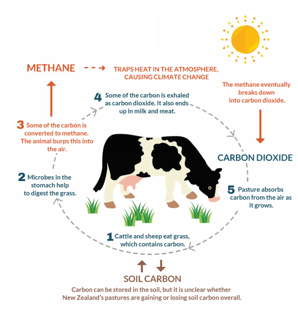 Graphic showing livestock producing methane