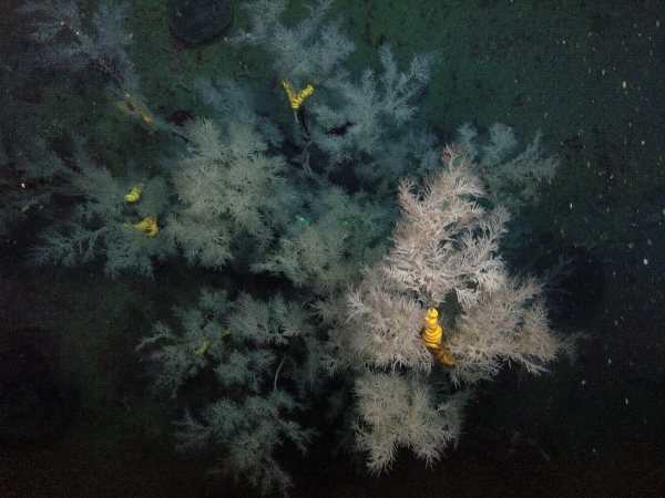 Black coral on Tokomaru shelf reef