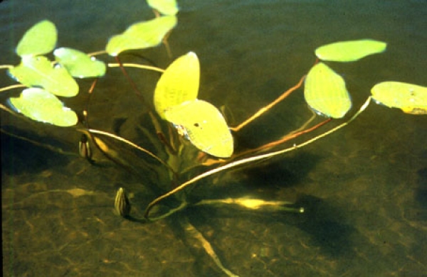 Submerged macrophytes | Earth Sciences New Zealand | NIWA