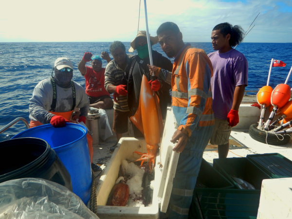 Tongan line fishermen