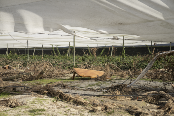 Cyclone Gabrielle - Hawkes Bay. An orchard on Vicarage Road where Tutaekuri River broke the stopbank.