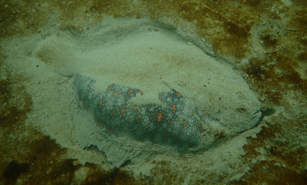 Black_flounder_hiding