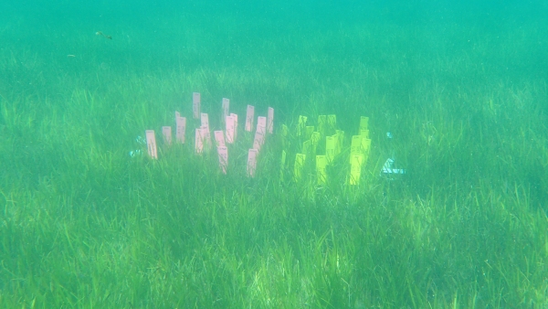 A patch of seagrass with buried teabags with tags to indicate the type of tea. 