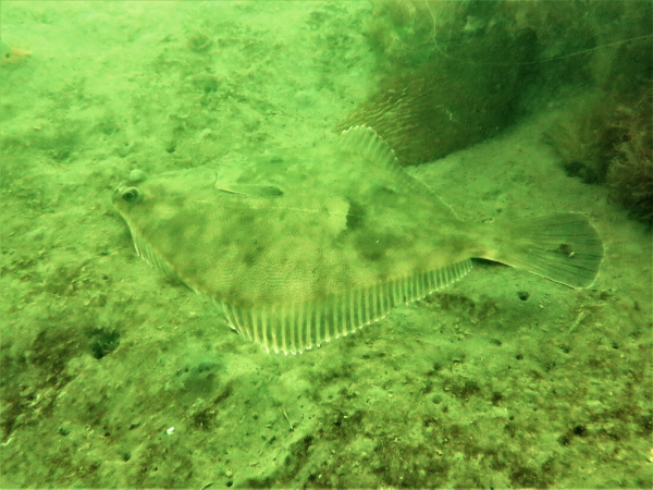 Sand flounder camouflage