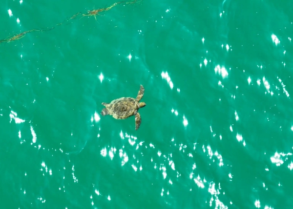 A Green turtle foraging in Rangaunu Harbour, New Zealand