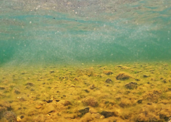 A cloud of newly released invasive gold clam larvae floating in the water column. 