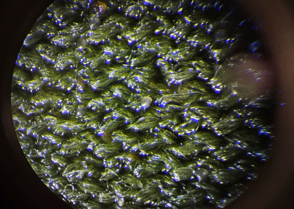 Invasive gold clam larvae on neoprene waders viewed through a microscope. 
